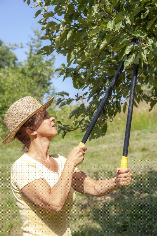 Canopy Pruning
