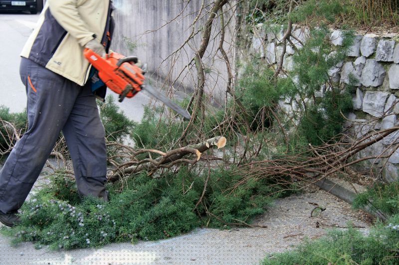 Cypress Tree Pruning