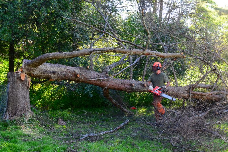 Commercial Property Tree Clearance