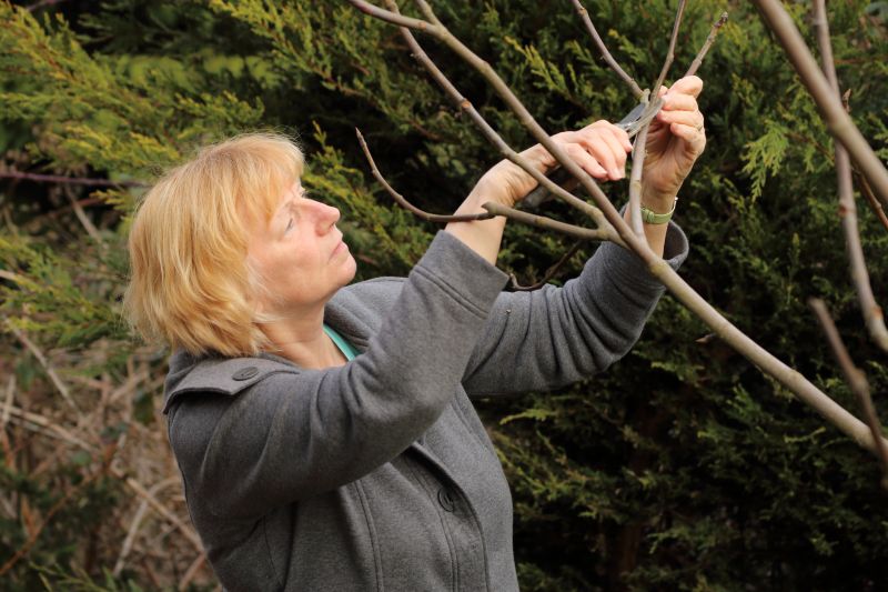 Magnolia Tree Pruning
