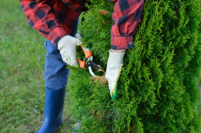 Arborist Tree Trimming