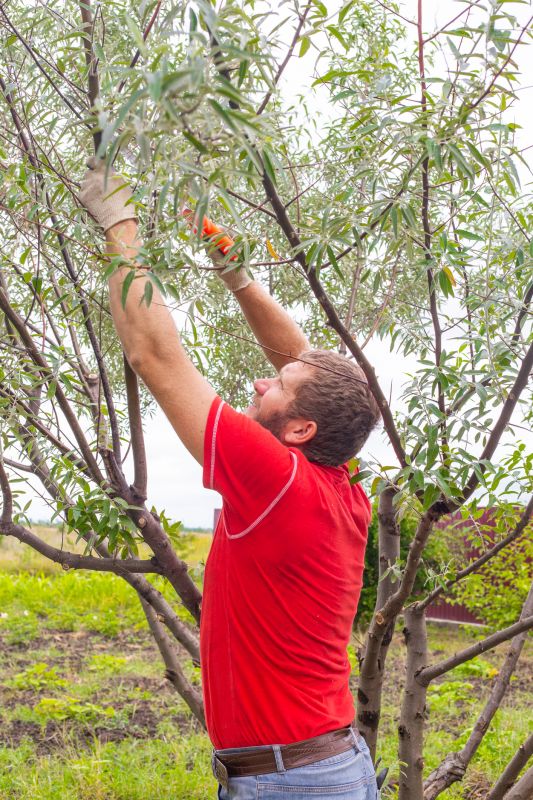 Overgrown Tree Pruning