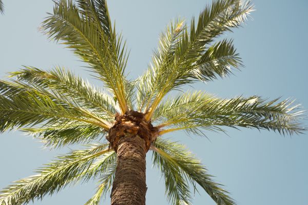 Palm Tree Pruning in Bella Vista