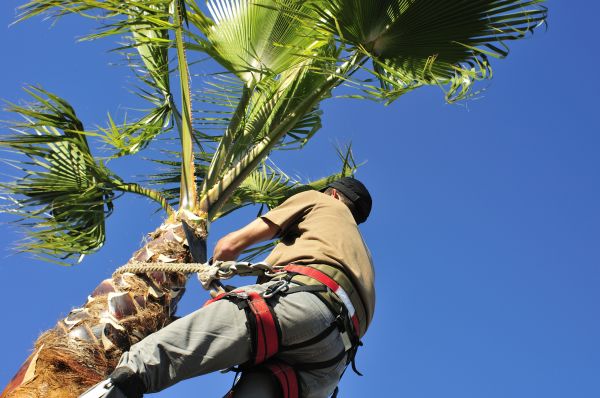 Palm Tree Trimming in Bella Vista