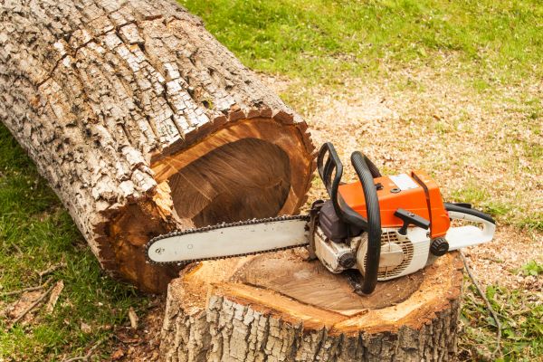 Tree Cutting Service in Bella Vista