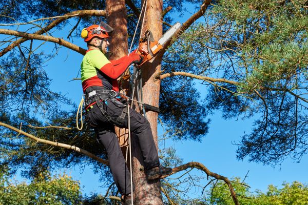 Tree Service in Bella Vista