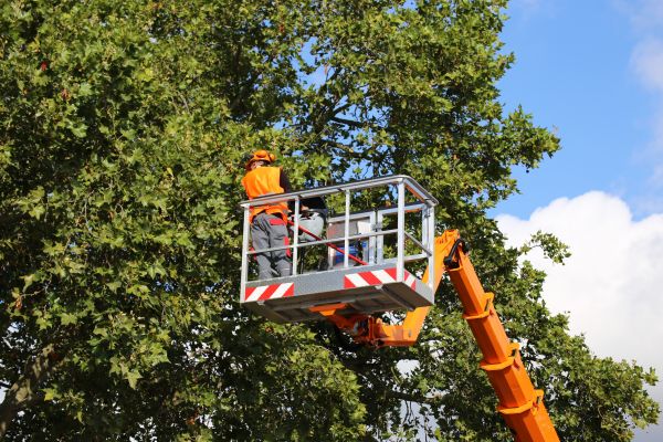 Commercial Tree Service in Bella Vista