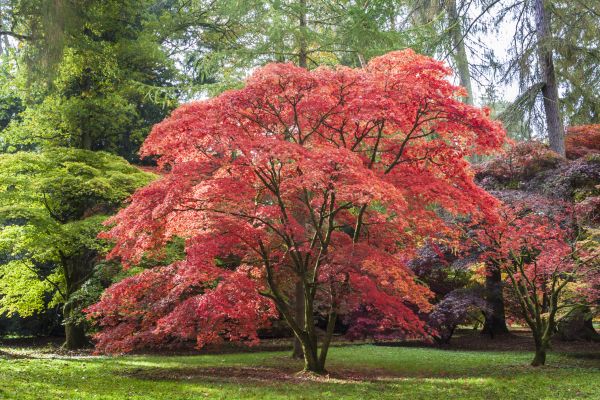 Japanese Maple Pruning in Bella Vista