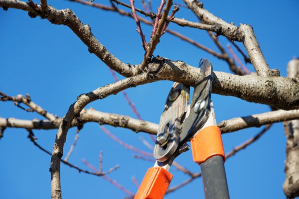 Peach Tree Trimming in Bella Vista