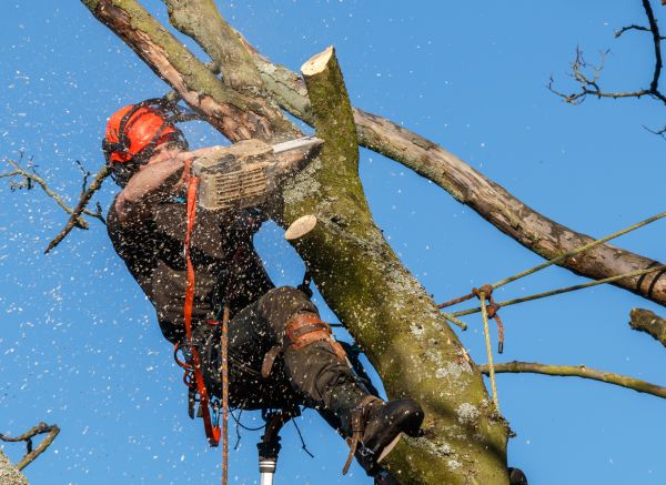 Tree Trimming Service in Bella Vista